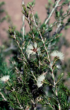 APII jpeg image of Melaleuca pauperiflora subsp. pauperiflora  © contact APII