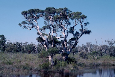 APII jpeg image of Melaleuca rhaphiophylla  © contact APII