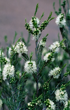 APII jpeg image of Melaleuca rhaphiophylla  © contact APII