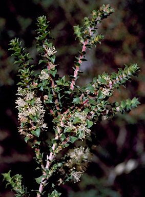 APII jpeg image of Melaleuca squarrosa  © contact APII