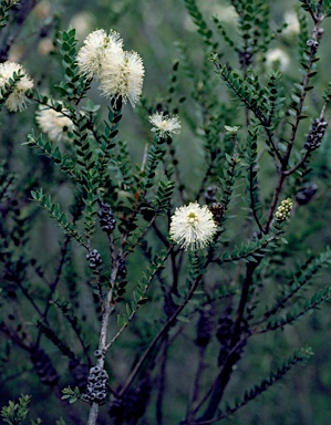 APII jpeg image of Melaleuca squarrosa  © contact APII