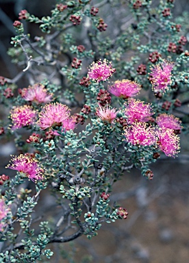 APII jpeg image of Melaleuca tuberculata var. arenaria  © contact APII