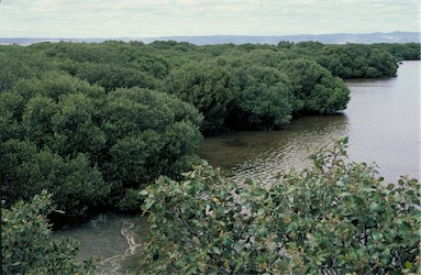 APII jpeg image of Avicennia marina  © contact APII