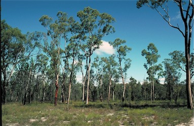 APII jpeg image of Angophora costata  © contact APII