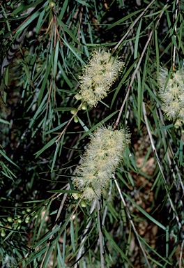 APII jpeg image of Callistemon sieberi  © contact APII