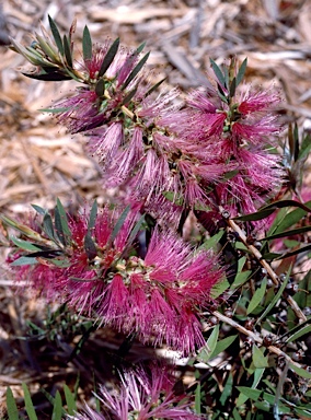 APII jpeg image of Callistemon citrinus 'Eastland'  © contact APII