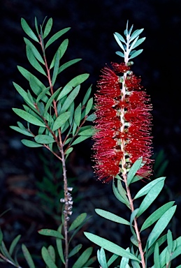 APII jpeg image of Callistemon citrinus 'Firebrand'  © contact APII