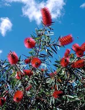 APII jpeg image of Callistemon 'Harkness'  © contact APII