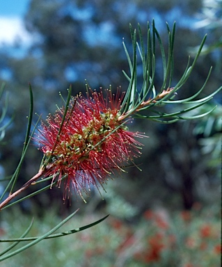 APII jpeg image of Callistemon 'Symon'  © contact APII