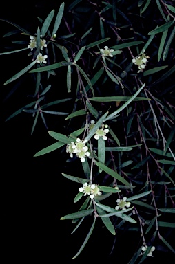 APII jpeg image of Leptospermum brachyandrum  © contact APII