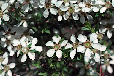 APII jpeg image of Leptospermum brevipes  © contact APII