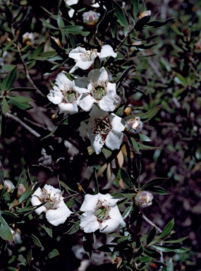 APII jpeg image of Leptospermum lanigerum  © contact APII