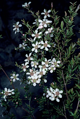 APII jpeg image of Leptospermum neglectum  © contact APII