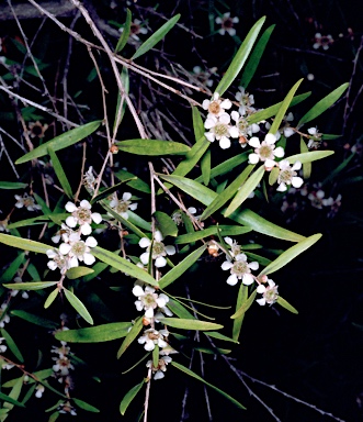 APII jpeg image of Leptospermum amboinense  © contact APII