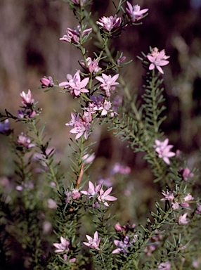 APII jpeg image of Philotheca salsolifolia  © contact APII