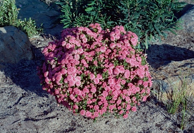 APII jpeg image of Pimelea ferruginea 'Magenta Mist'  © contact APII