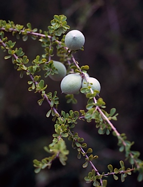 APII jpeg image of Pittosporum spinescens  © contact APII