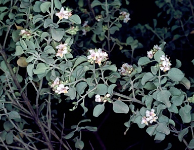 APII jpeg image of Prostanthera cruciflora  © contact APII