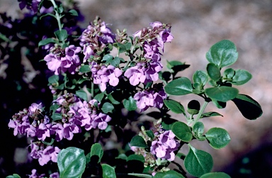 APII jpeg image of Prostanthera rotundifolia  © contact APII