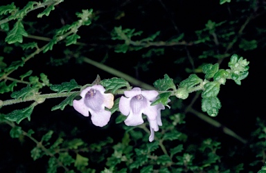 APII jpeg image of Prostanthera rugosa  © contact APII