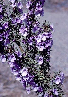 APII jpeg image of Prostanthera teretifolia  © contact APII