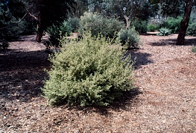 APII jpeg image of Prostanthera 'Variegata'  © contact APII