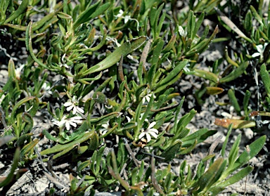 APII jpeg image of Scaevola repens  © contact APII