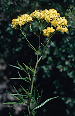 APII jpeg image of Senecio linearifolius var. linearifolius  © contact APII