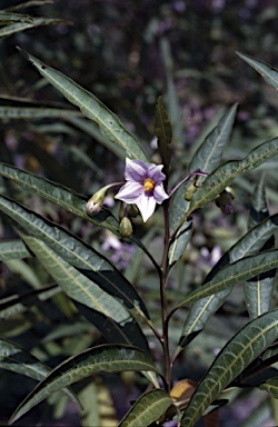 APII jpeg image of Solanum aviculare  © contact APII