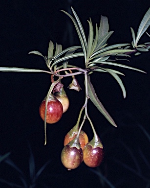 APII jpeg image of Solanum linearifolium  © contact APII