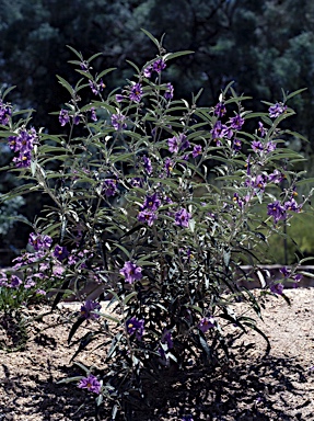 APII jpeg image of Solanum sturtianum  © contact APII