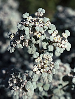 APII jpeg image of Spyridium parvifolium  © contact APII