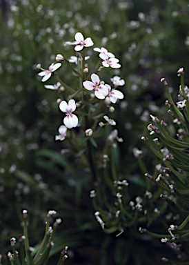 APII jpeg image of Stylidium adnatum  © contact APII