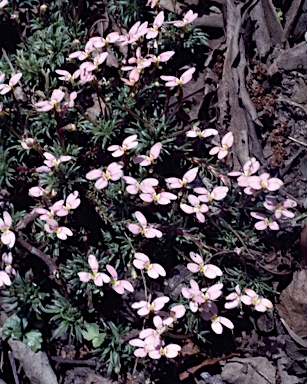 APII jpeg image of Stylidium bulbiferum  © contact APII