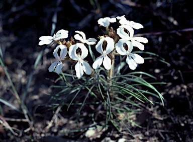 APII jpeg image of Stylidium stenosepalum  © contact APII