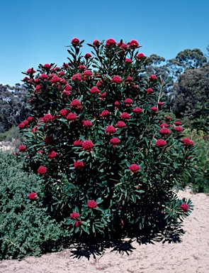 APII jpeg image of Telopea 'Braidwood Brilliant'  © contact APII