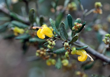 APII jpeg image of Grevillea chrysophaea  © contact APII