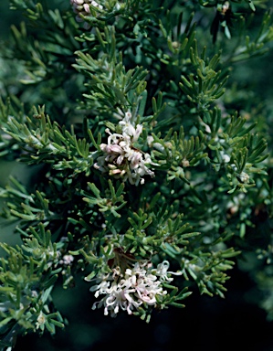 APII jpeg image of Grevillea crithmifolia  © contact APII