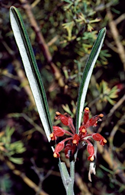 APII jpeg image of Grevillea fistulosa  © contact APII