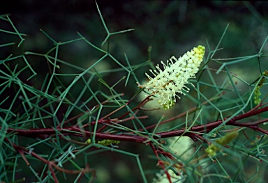 APII jpeg image of Grevillea intricata  © contact APII