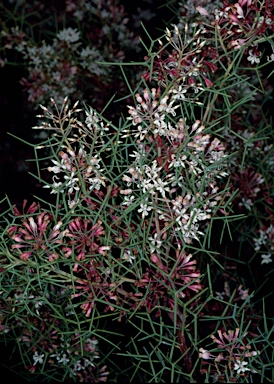 APII jpeg image of Grevillea levis  © contact APII