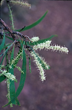 APII jpeg image of Grevillea mimosoides  © contact APII