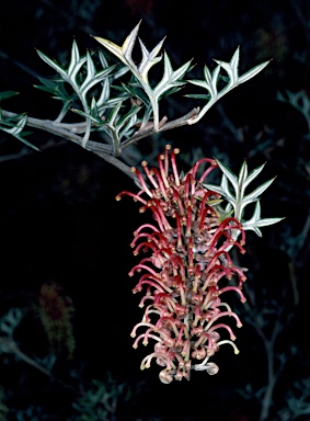 APII jpeg image of Grevillea pachylostyla  © contact APII