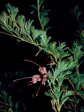 APII jpeg image of Grevillea pectinata  © contact APII