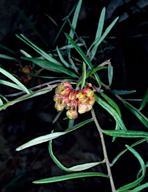 APII jpeg image of Grevillea polybractea  © contact APII