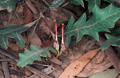 APII jpeg image of Grevillea renwickiana  © contact APII