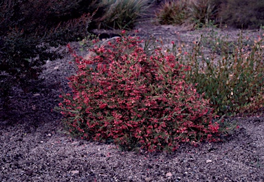 APII jpeg image of Grevillea rosmarinifolia 'Nana'  © contact APII