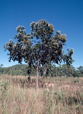 APII jpeg image of Corymbia polycarpa  © contact APII