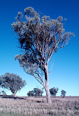 APII jpeg image of Eucalyptus albens  © contact APII