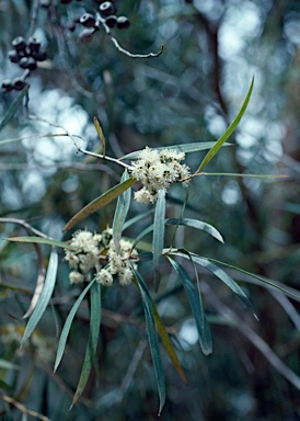 APII jpeg image of Eucalyptus apiculata  © contact APII